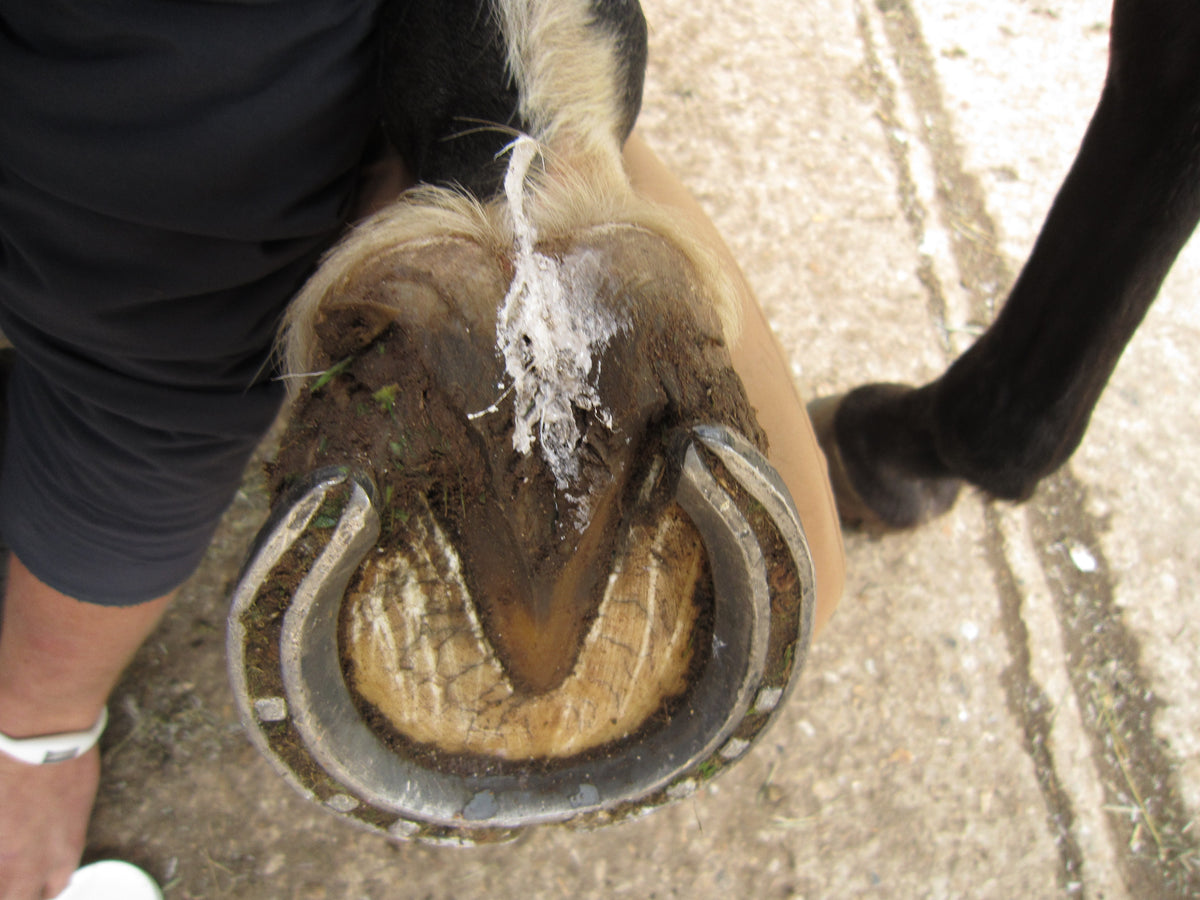 IMG_0329